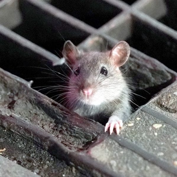 Dedetizadora de Ratos