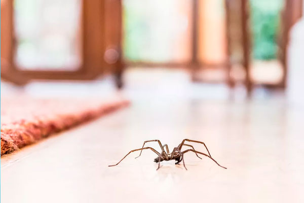 Dedetizadora de Aranhas