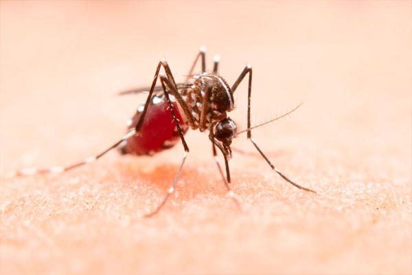 Dedetizadora de Mosquitos