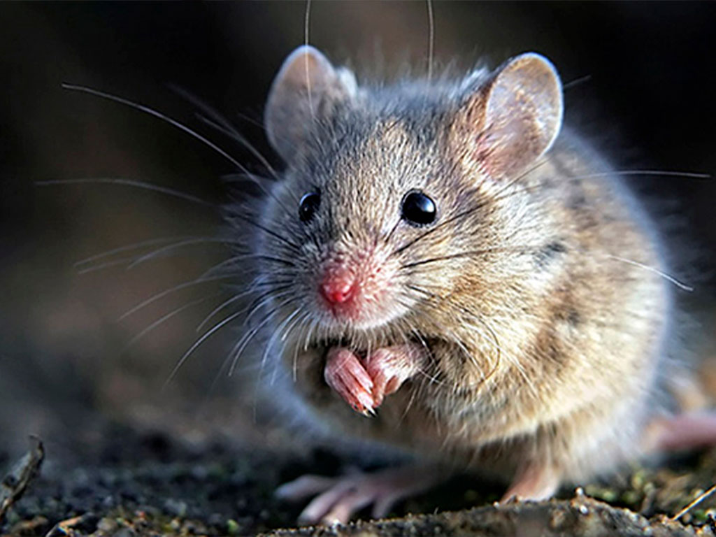 Desratização em Alphaville - (11) 4189-1694 - Dedetizadora de Ratos