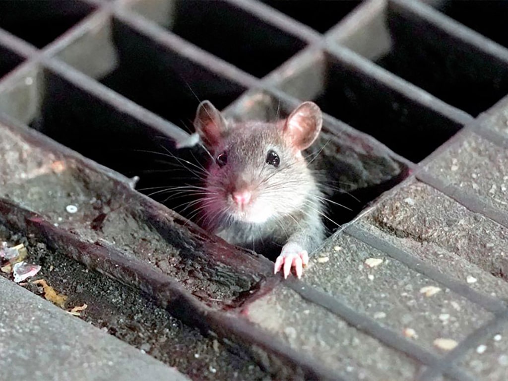 Desratização Barueri - Matar Ratos